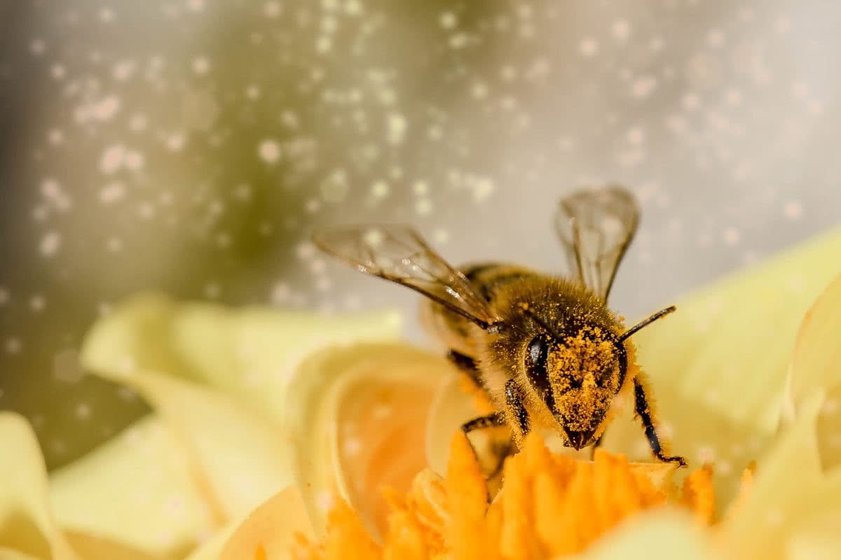 bee-1726659
