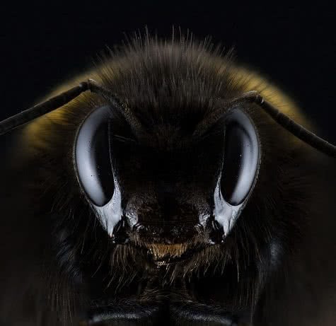 hummel-1353423_960_720