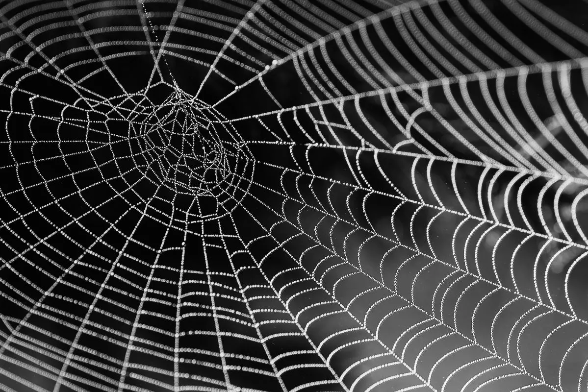 pexels-pixabay-34225 Web