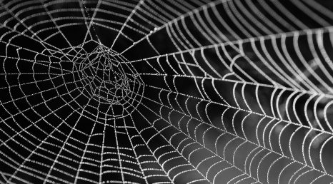 Web