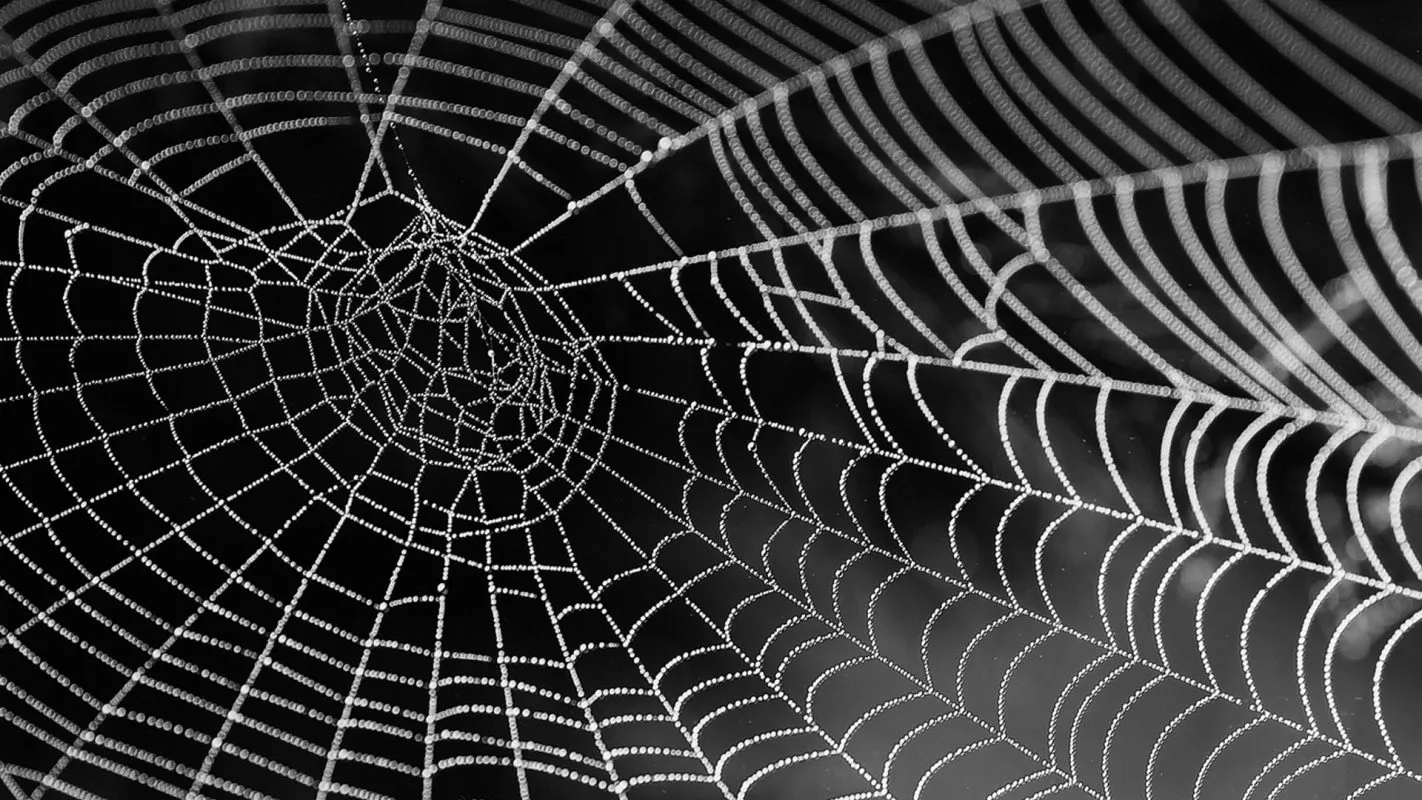 cobweb-g94d2ff02c_1280 1920 x 1080